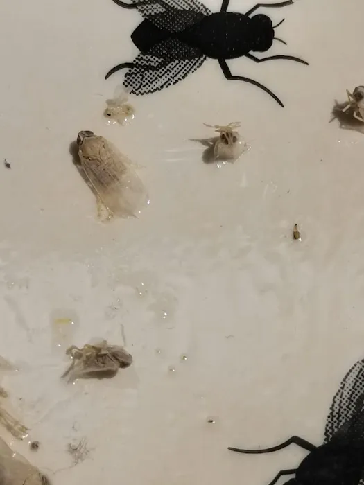 Get'm Pest Control & Exterminator in NJ Picture 4