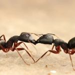 DLS Pest Management