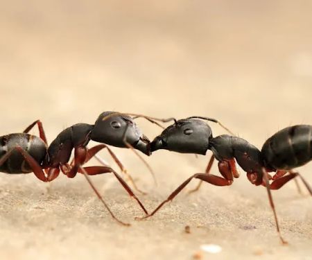 DLS Pest Management