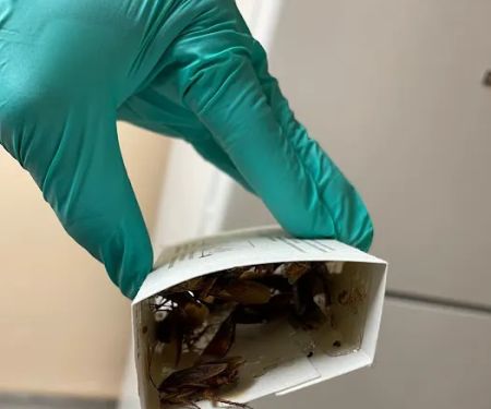Fresh Touch Pest Management