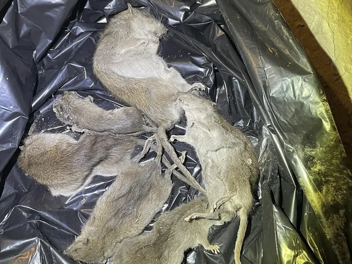 Fresh Touch Pest Management Picture 4