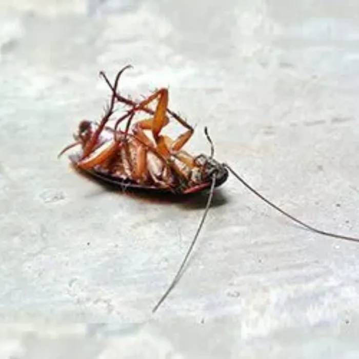 Inter-County Exterminators, Inc. Picture 10