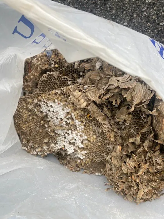 Ecofriendly USA Pest Control Inc. Picture 4