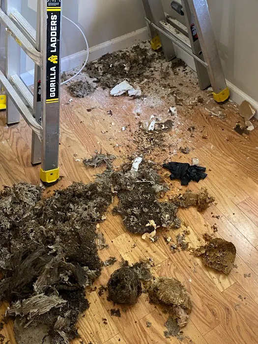 Ecofriendly USA Pest Control Inc. Picture 5