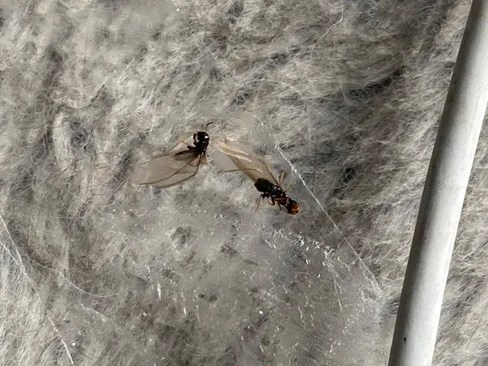 Ecofriendly USA Pest Control Inc. Picture 6