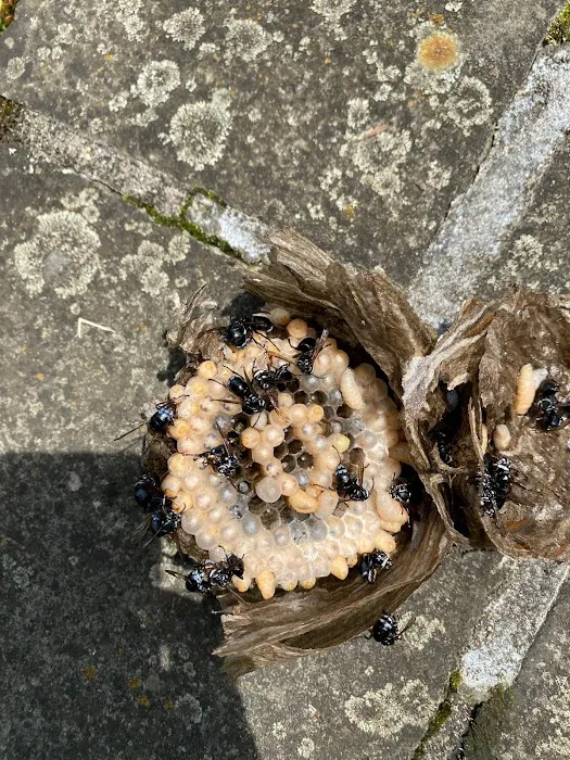 Ecofriendly USA Pest Control Inc. Picture 10