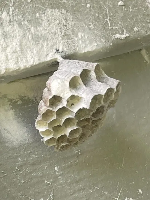 Ecofriendly USA Pest Control Inc. Picture 7