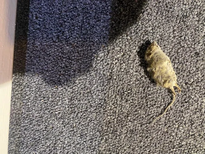 Ecofriendly USA Pest Control Inc. Picture 8