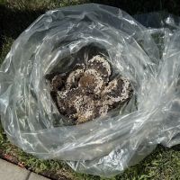 GoSafe Pest Control LLC ico