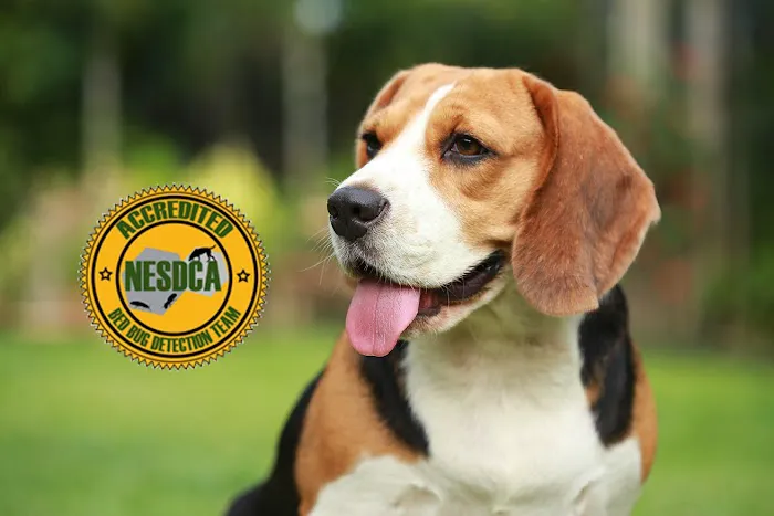 Dial A Bug Pest Control Picture 4