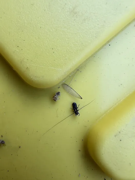 Colony Pest Management. Inc. Picture 5