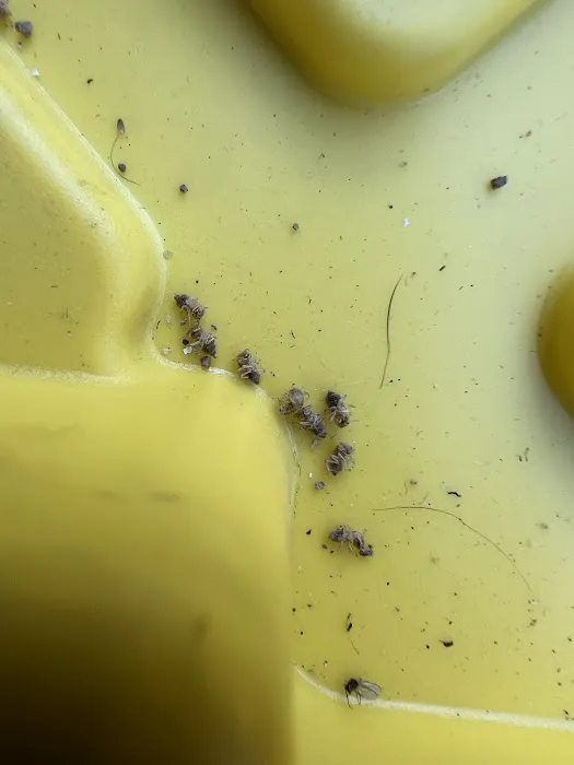 Colony Pest Management. Inc. Picture 1