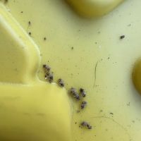 Colony Pest Management. Inc. ico