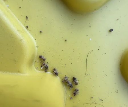 Colony Pest Management. Inc.