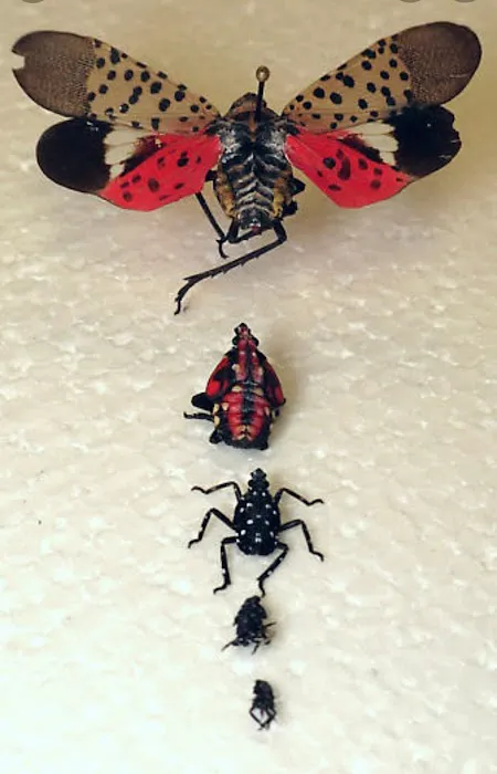 Premier pest control Picture 7