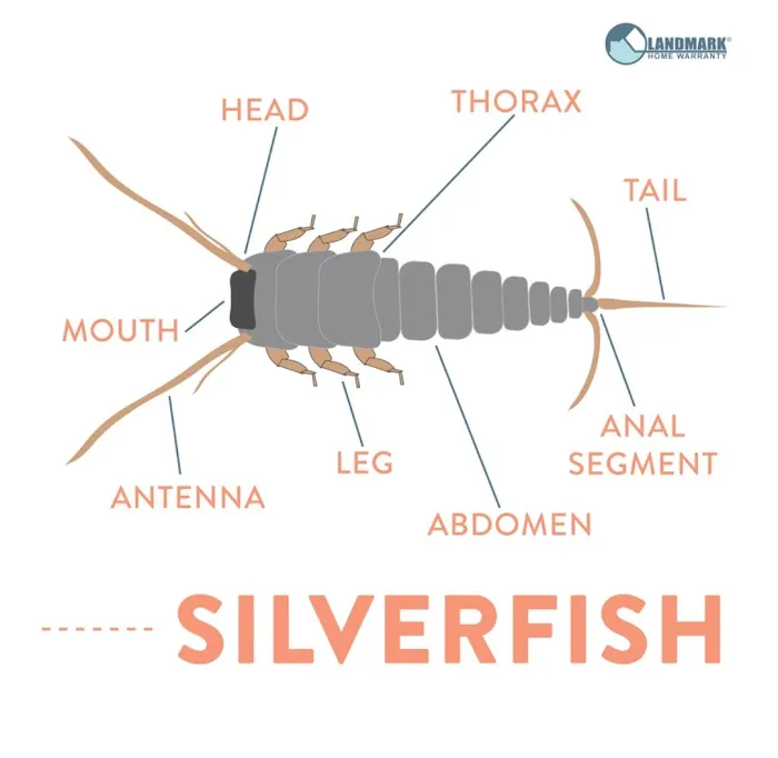 Premier pest control Picture 2