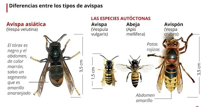 Premier pest control Picture 8