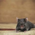 Western Pest Services