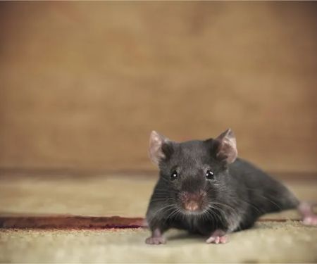 Western Pest Services
