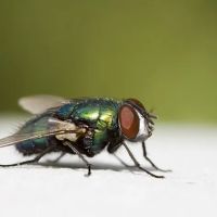 Viking Pest Control ico