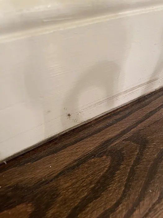 EcoShield Pest Solutions Picture 4