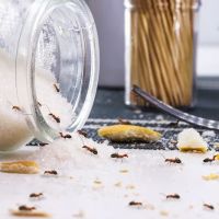 EcoShield Pest Solutions ico