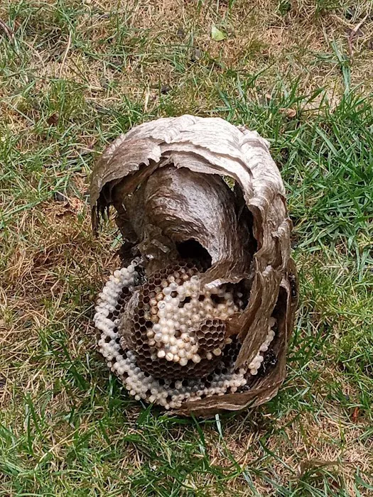 On the Spot Pest Control Picture 6