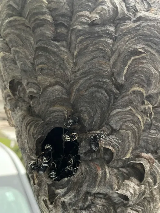 On the Spot Pest Control Picture 7