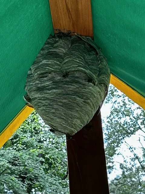 On the Spot Pest Control Picture 10