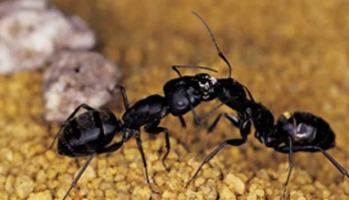 E&G Exterminators Picture 8