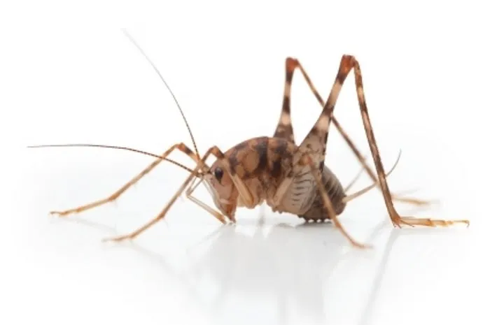 E&G Exterminators Picture 6