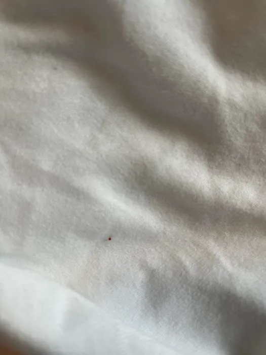 The Bed Bug Company Picture 3