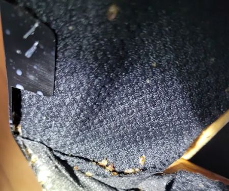 Golden Touch Pest Services Inc