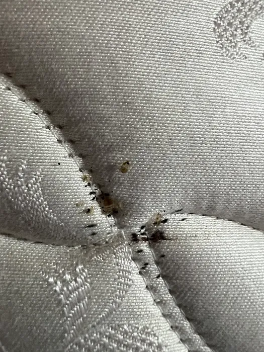 Mt. Vernon Exterminator At Last Pest Control Picture 10