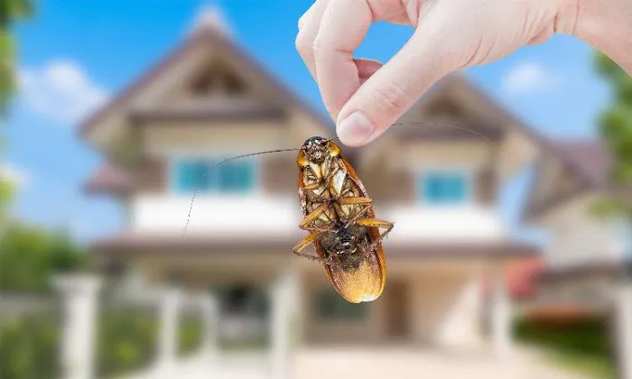 Mt. Vernon Exterminator At Last Pest Control Picture 6