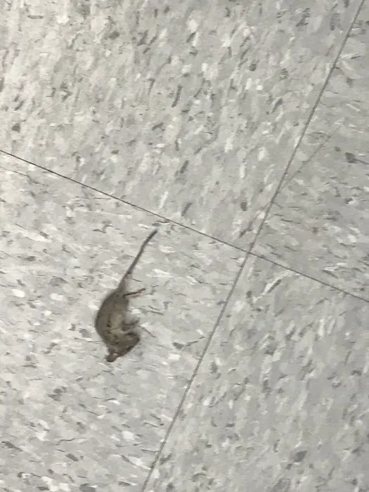 AGJ PEST CONTROL Picture 2