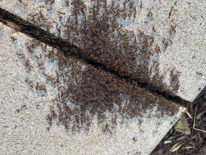 AGJ PEST CONTROL Picture 5