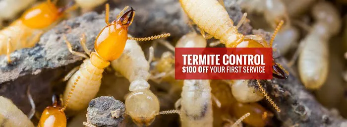 Tapout Termite & Pest Control Picture 1