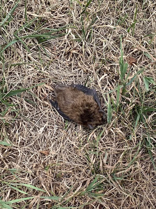 Alpha Termite and Pest Control Picture 10