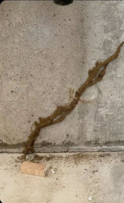 Alpha Termite and Pest Control Picture 1