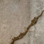 Alpha Termite and Pest Control