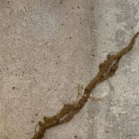 Alpha Termite and Pest Control ico