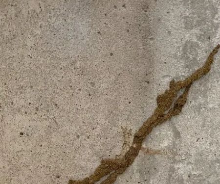 Alpha Termite and Pest Control