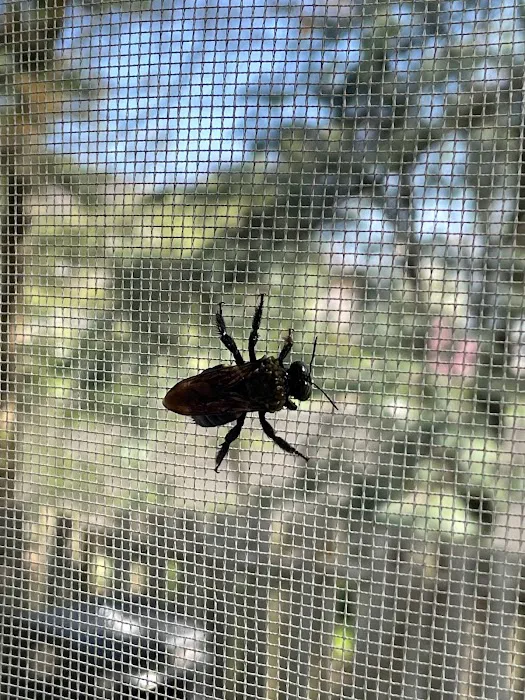 Alpha Termite and Pest Control Picture 2