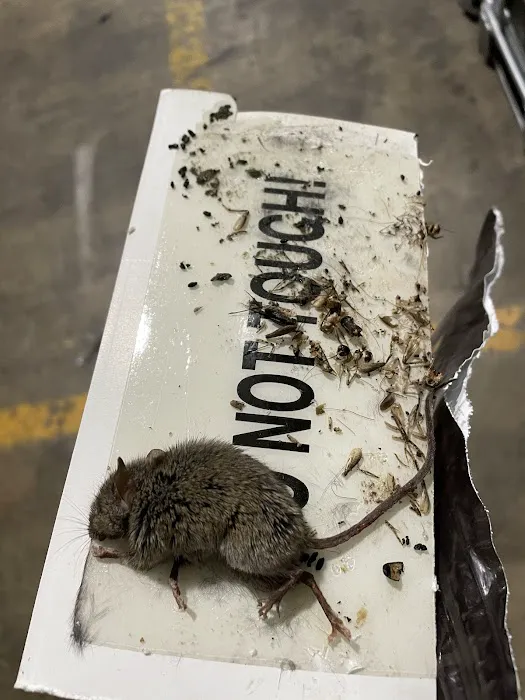 Alpha Termite and Pest Control Picture 9