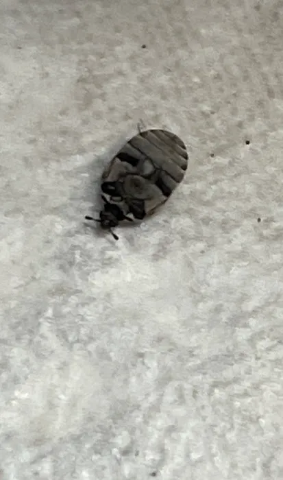 Alpha Termite and Pest Control Picture 3