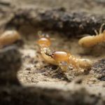 A All Borough Exterminating Co. Inc