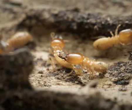 A All Borough Exterminating Co. Inc