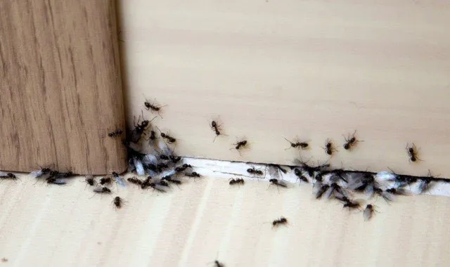 A All Borough Exterminating Co. Inc Picture 3