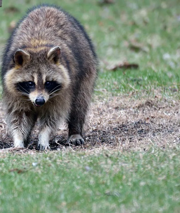 A All Borough Exterminating Co. Inc Picture 10